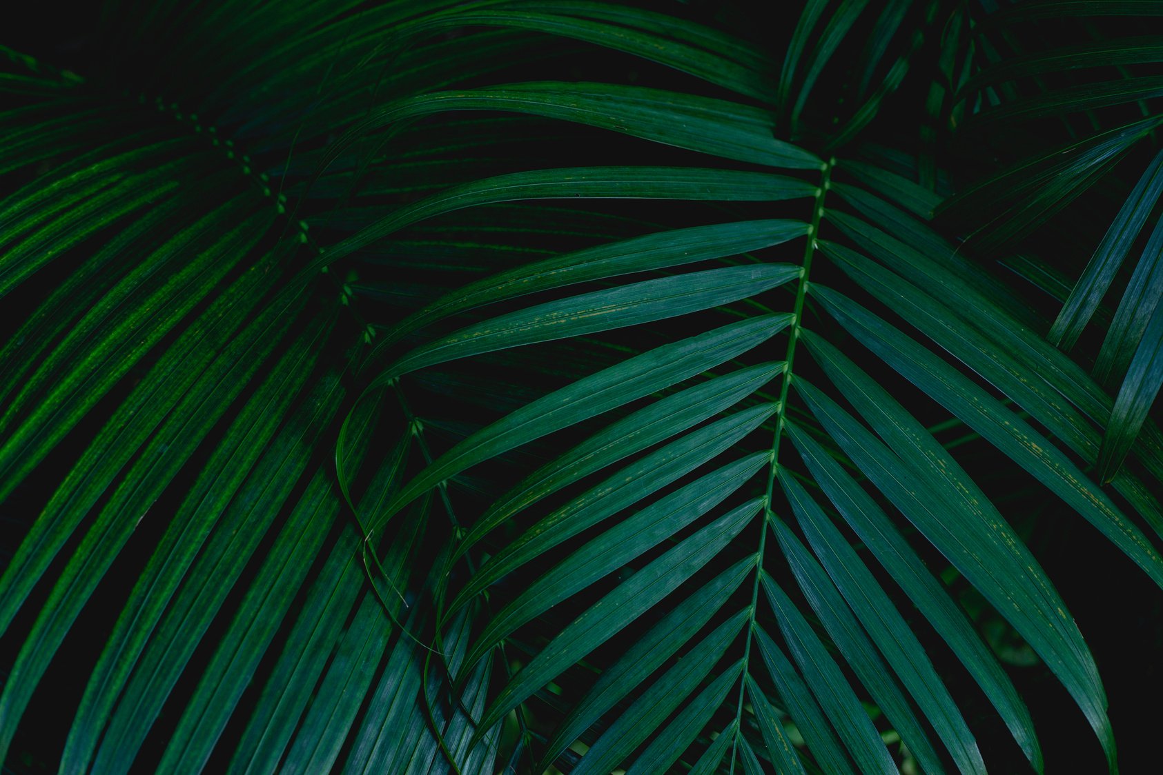 abstract palm leaf textures on dark blue tone